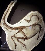 Ornithomimus edmontonicus in "death pose", Royal Tyrrell Museum.